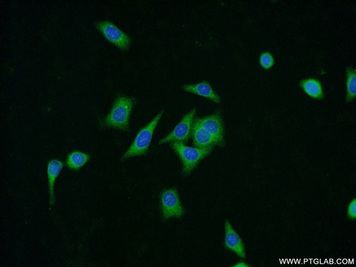 [15558-1-AP-20UL] ZNF259 Polyclonal antibody