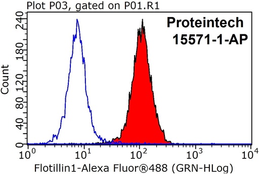 [15571-1-AP-150UL] Flotillin 1 Polyclonal antibody