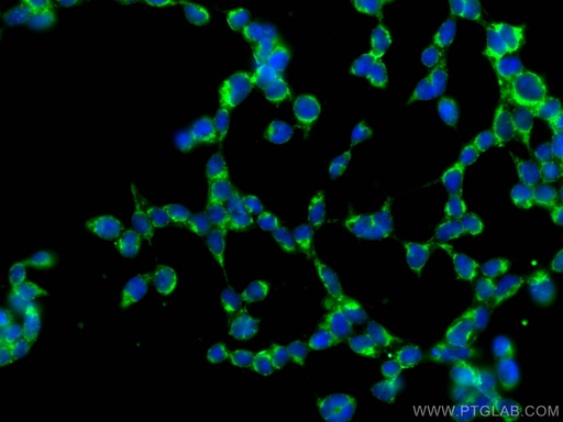[15578-1-AP-20UL] ALDH3A1 Polyclonal antibody