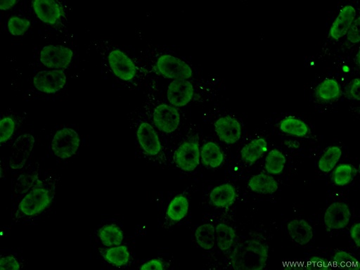 [15585-1-AP-20UL] SFPQ Polyclonal antibody
