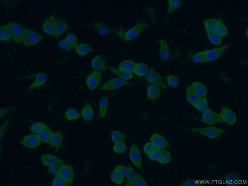 [15592-1-AP-20UL] ZAP70 Polyclonal antibody