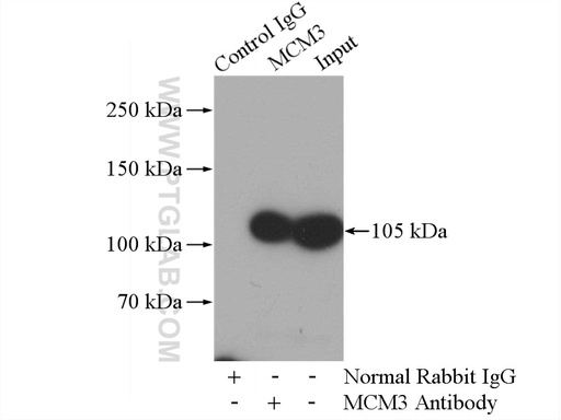 [15597-1-AP-150UL] MCM3 Polyclonal antibody