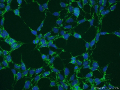 [15602-1-AP-150UL] NDFIP1 Polyclonal antibody