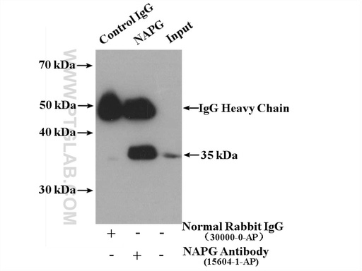 [15604-1-AP-150UL] NAPG Polyclonal antibody