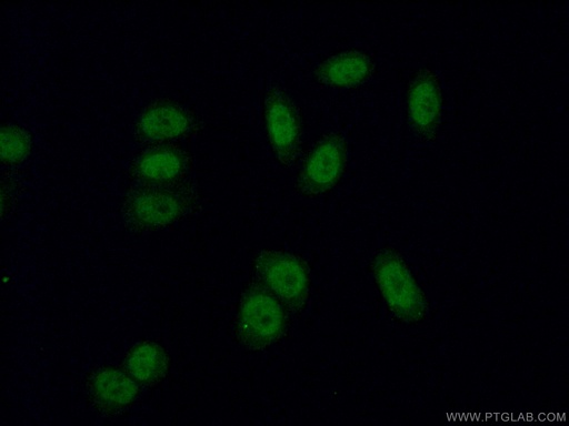 [15621-1-AP-150UL] RNF40 Polyclonal antibody