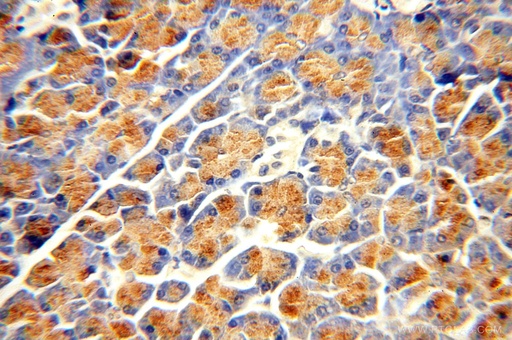 [15626-1-AP-20UL] Carboxypeptidase A2 Polyclonal antibody