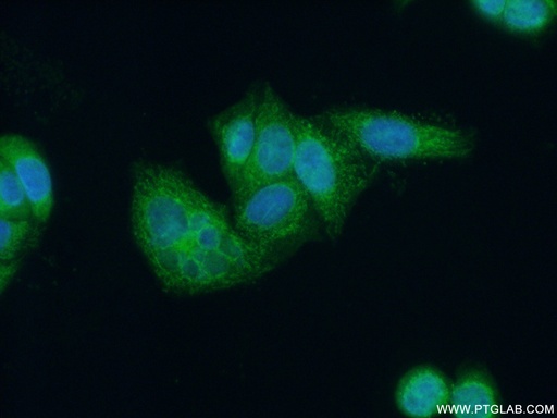 [15638-1-AP-20UL] OPA3 Polyclonal antibody