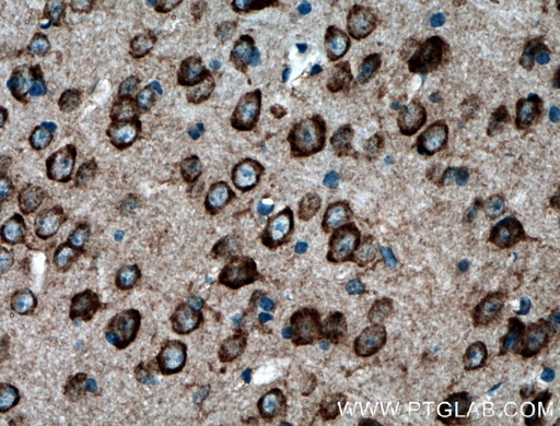[15647-1-AP-20UL] PDK2 Polyclonal antibody