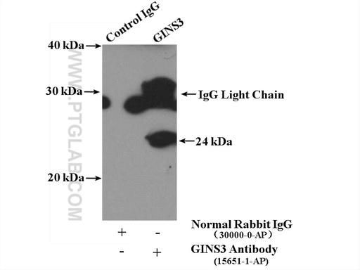 [15651-1-AP-150UL] GINS3 Polyclonal antibody