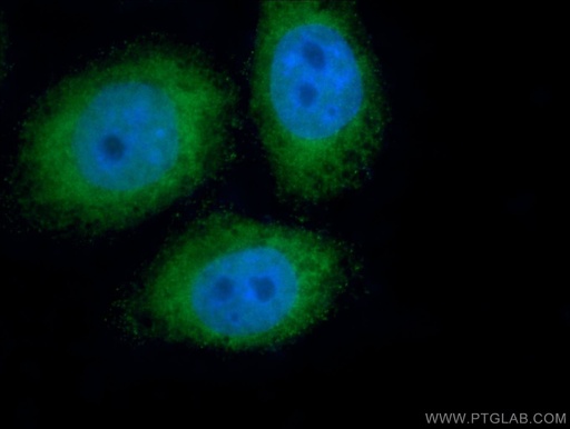 [15659-1-AP-20UL] PIWIL1 Polyclonal antibody