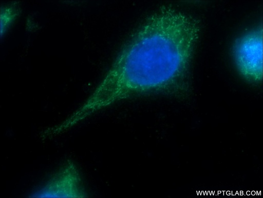[15682-1-AP-20UL] MRPL45 Polyclonal antibody