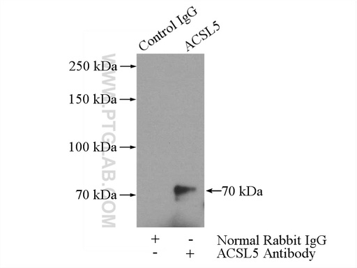 [15708-1-AP-150UL] ACSL5 Polyclonal antibody