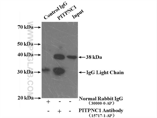 [15715-1-AP-150UL] PITPNC1 Polyclonal antibody