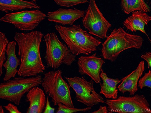 [15724-1-AP-20UL] CRTAP Polyclonal antibody