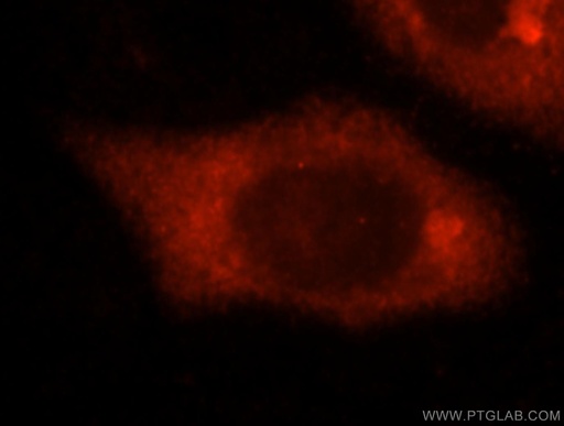 [15748-1-AP-20UL] SLC7A4 Polyclonal antibody