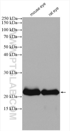 [15750-1-AP-20UL] CRYBA2 Polyclonal antibody