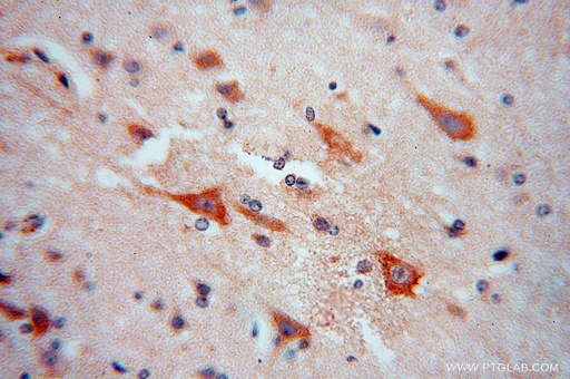 [15751-1-AP-20UL] RPL18A Polyclonal antibody