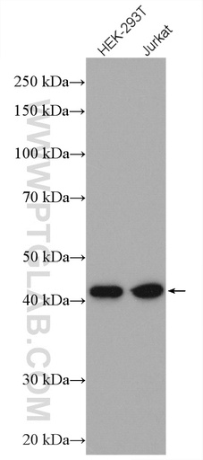 [15752-1-AP-20UL] GPN1 Polyclonal antibody
