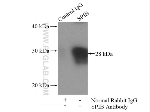 [15768-1-AP-20UL] SPIB Polyclonal antibody