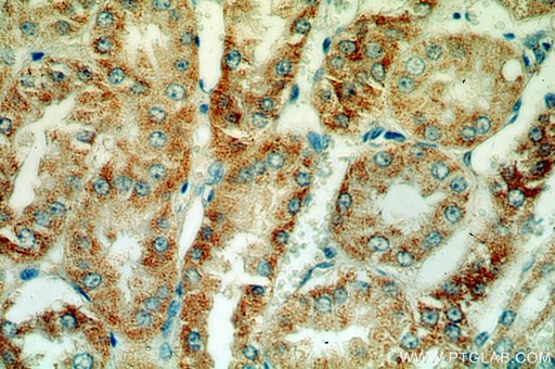 [15775-1-AP-150UL] HTRA2 Polyclonal antibody