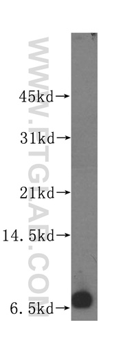 [15779-1-AP-150UL] POLR2L Polyclonal antibody