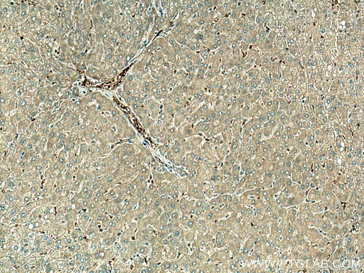 [15783-1-AP-20UL] UFC1 Polyclonal antibody