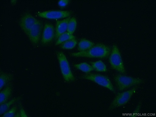 [15799-1-AP-20UL] RPL29 Polyclonal antibody
