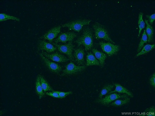 [15806-1-AP-20UL] GRIPAP1 Polyclonal antibody