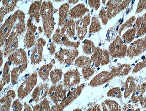 [15812-1-AP-20UL] UBE2O Polyclonal antibody