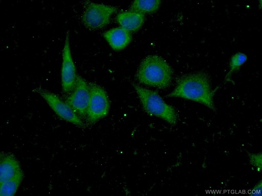 [15813-1-AP-20UL] RFK Polyclonal antibody