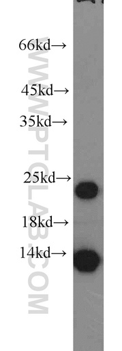 [15814-1-AP-150UL] MYL1 Polyclonal antibody