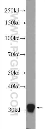 [15832-1-AP-20UL] FOSL2 Polyclonal antibody