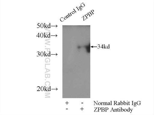 [15835-1-AP-150UL] ZPBP Polyclonal antibody