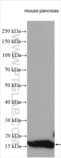 [15843-1-AP-20UL] PLA2G1B Polyclonal antibody