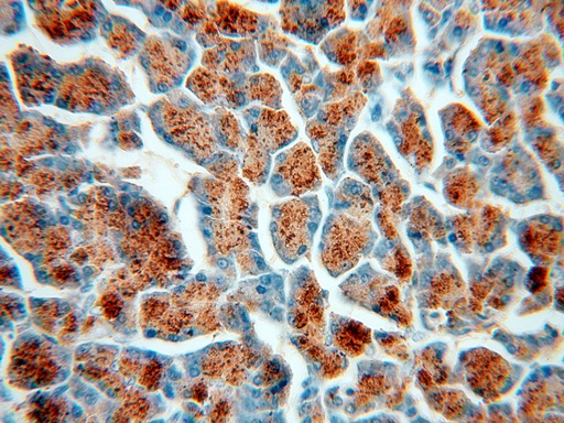 [15845-1-AP-20UL] Amylase Alpha Polyclonal antibody