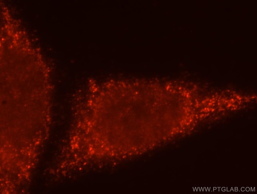 [15896-1-AP-20UL] BTN3A3 Polyclonal antibody