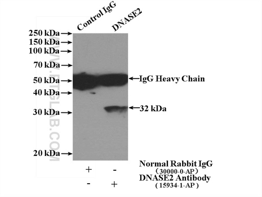 [15934-1-AP-150UL] DNASE2 Polyclonal antibody