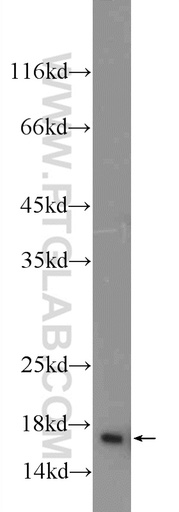 [15953-1-AP-20UL] HIST1H2AC Polyclonal antibody