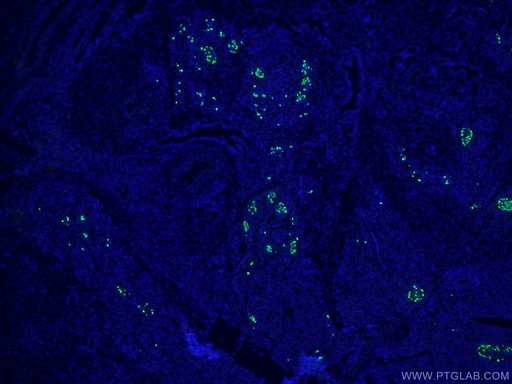[15954-1-AP-20UL] Glucagon Polyclonal antibody