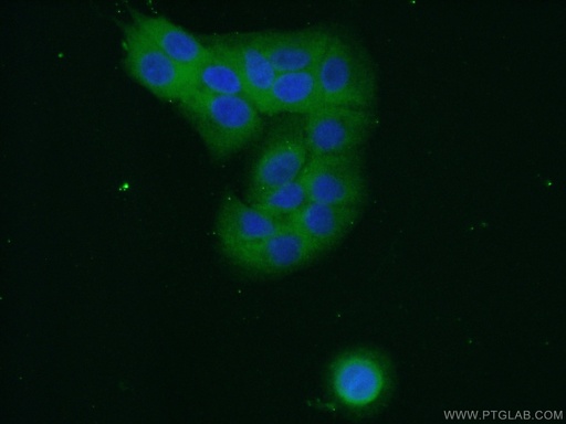 [16002-1-AP-20UL] RPL27A Polyclonal antibody