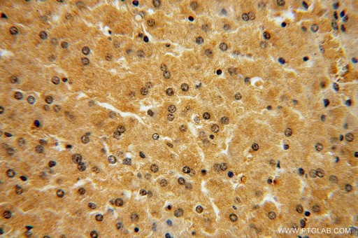 [16018-1-AP-150UL] NAP1L4 Polyclonal antibody