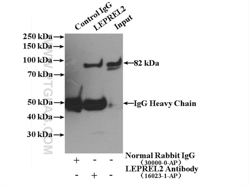 [16023-1-AP-150UL] P3H3 Polyclonal antibody