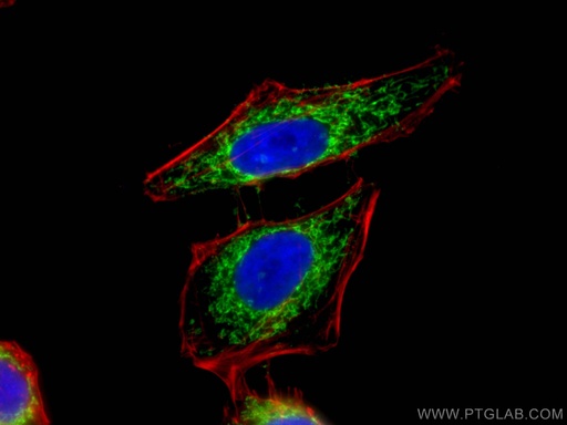 [16024-1-AP-20UL] LETM1 Polyclonal antibody