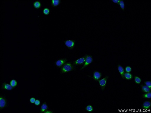 [16029-1-AP-150UL] ERGIC3 Polyclonal antibody