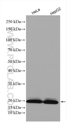 [16030-1-AP-150UL] MRPS10 Polyclonal antibody