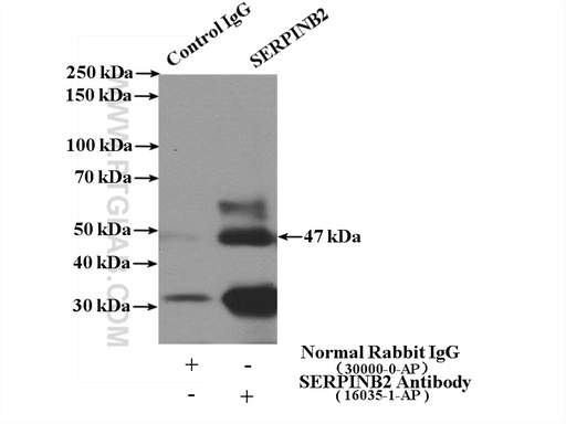 [16035-1-AP-150UL] SERPINB2 Polyclonal antibody