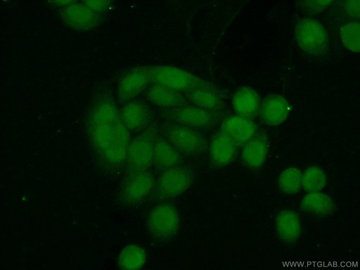 [16043-1-AP-20UL] BCCIP Polyclonal antibody