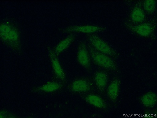 [16044-1-AP-20UL] POLR3F Polyclonal antibody