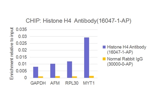 [16047-1-AP-150UL] Histone H4 Polyclonal antibody