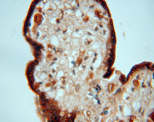 [16057-1-AP-150UL] PDCL Polyclonal antibody